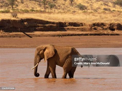 233 Elephant Poo Stock Photos, High-Res Pictures, and Images - Getty Images