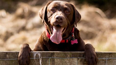 11 Labrador Retriever facts | PetsRadar