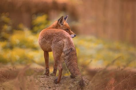 🎖 Leon animal: 5 características fascinantes que no conocías
