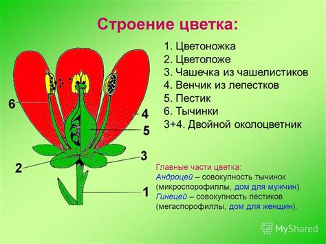 Презентация на тему: "Цветок Автор Загвоздкина С.В учитель биологии МБУ ...