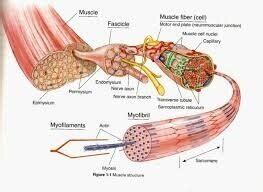 How do muscles actually produce force? — Coach Nick Gies