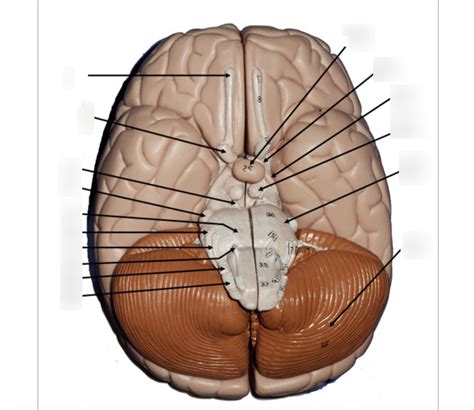 brain structures  diagram quizlet