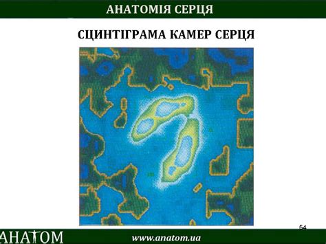 #COR / #СЕРЦЕ – АНАТОМ | ANATOM.UA