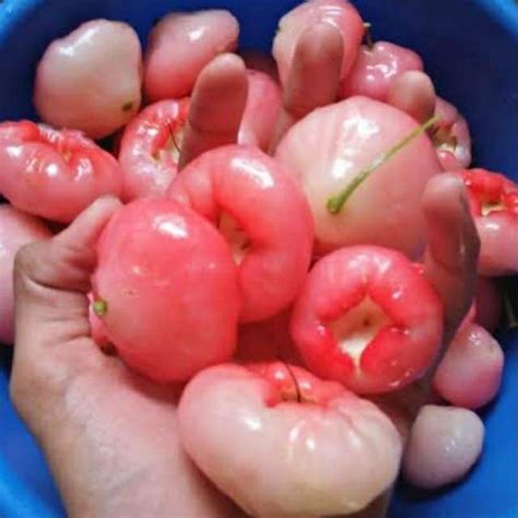 Jual Buah Jambu Air Merah Muda | Shopee Indonesia