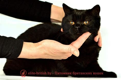 Черный окрас британских кошек: фото, стандарты окраса. Черные британцы ...