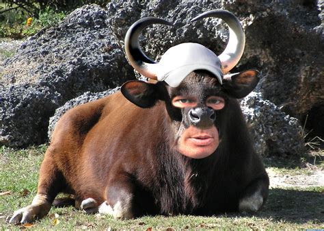 Moo Contest Pictures made with Photoshop - Image Page 1 - Pxleyes.com