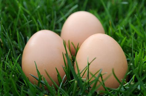 les oeufs bons pour la planete  pour la sante columbus