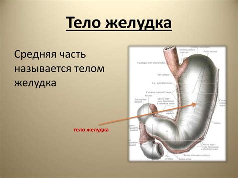 Строение желудка - презентация онлайн