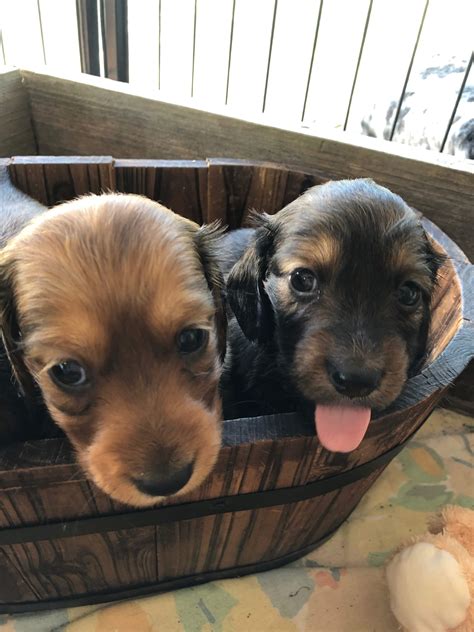 Caring For Our Dachshunds - Dog Tails
