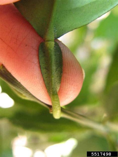 Jincheng (Citrus x aurantium cv. Jincheng L.)