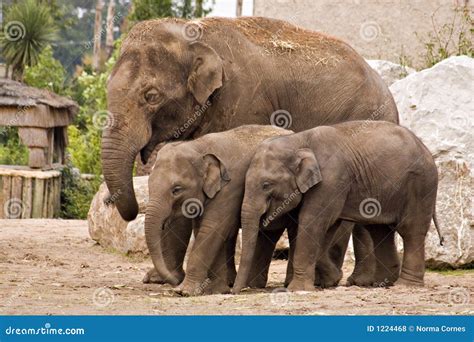 Elephant Family Drinking At Waterhole Stock Photo | CartoonDealer.com ...