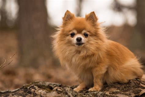 Long Haired Chihuahua Pomeranian Mix Chihuahua (Long Coat) Dog Breed