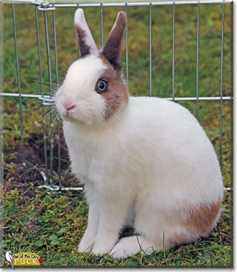Puck - Rabbit - May 8, 2014 | Pets, Pet birds, Pet store