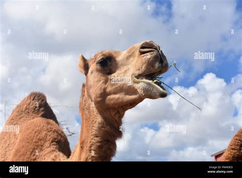 Beautiful camel chewing in close up photo Stock Photo - Alamy