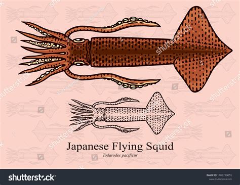 Japanese Flying Squid