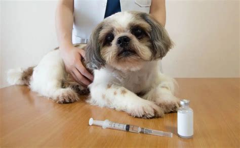 How Much Does Dog Insulin Cost