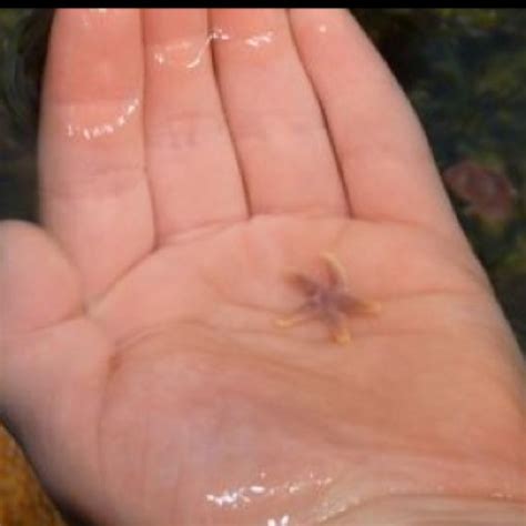 Baby starfish | Baby starfish, Sea animals, Cute animals