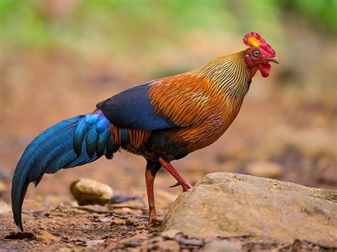 detail jenis jenis ayam hutan koleksi nomer