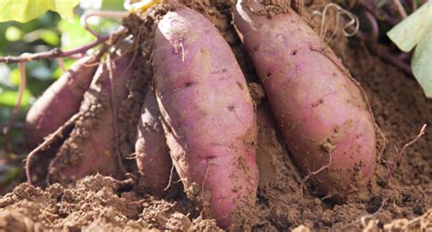 Kumara Growing Guide | Tui | When to plant, feed and harvest