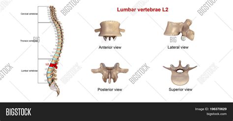 Lumbar Vertebrae , Image & Photo (Free Trial) | Bigstock