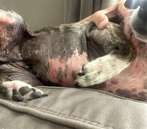 Why Is My Dog Itching And Losing Hair? Reasons, Causes & Solutions