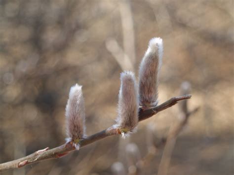 Pussy willow – Ramblin' through Dave's Garden
