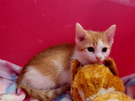 New Ginge : r/gingercats