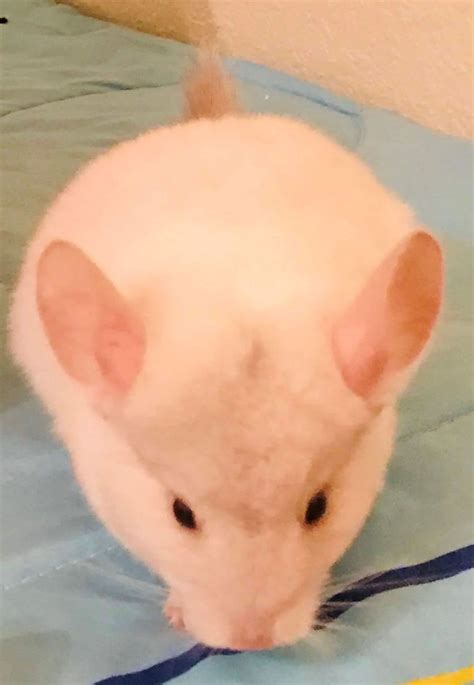Adoptable Pets | Riverside, CA