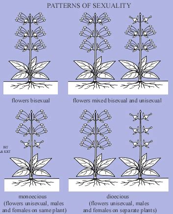 Patterns of sexuality – FLORA OF AUSTRALIA HELP