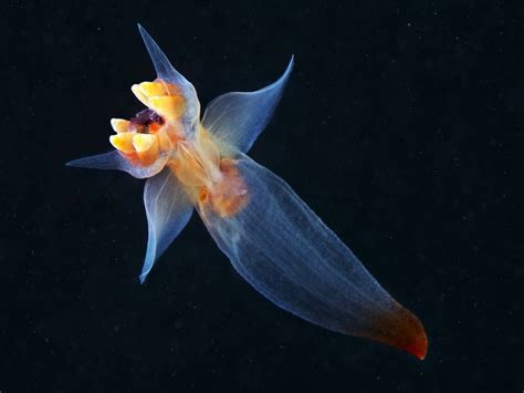 Download Nudibranch Animal Sea Slug Wallpaper by Alexander Semenov
