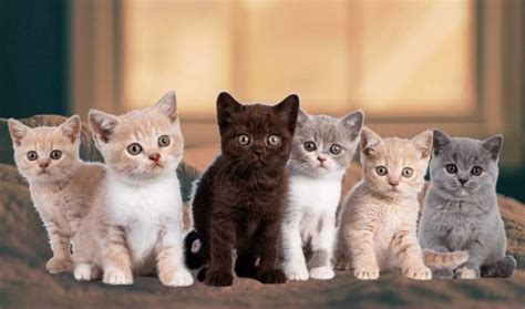 British Shorthair Colors - Blue, Black, White, Tabby, Cream, Cinnamon ...