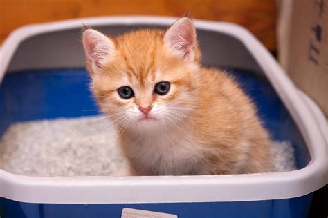 Убираемся в кошачьем лотке: когда и как часто? | ZOO CHANNEL | Дзен