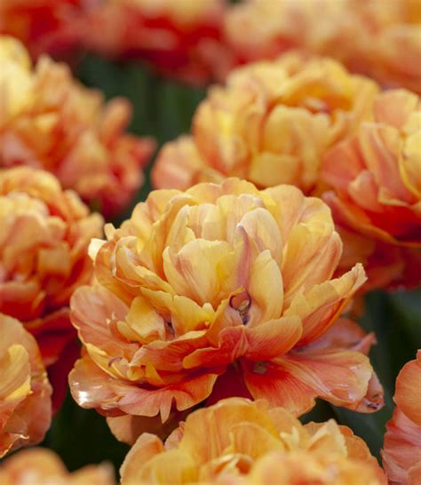 Tulip bulbs Valdivia - a new exclusive peony tulip! - Tulip Store