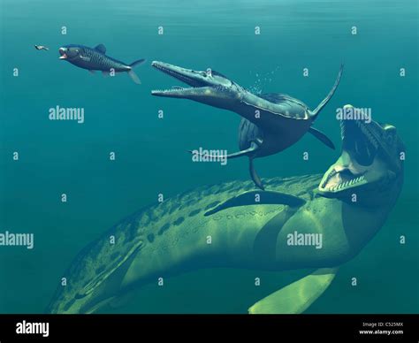Marine predators of the Cretaceous period Stock Photo - Alamy