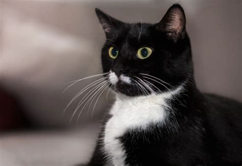Необыкновенные котики с усами: 18 забавных фотографий | Cats and ...