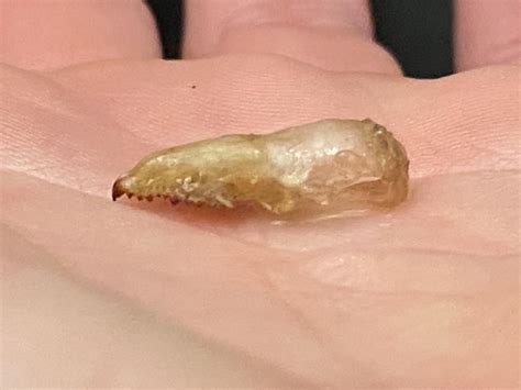 Shrew Skull. So tiny!! : r/bonecollecting