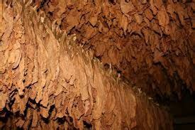 Red Tobacco – BestGlycol