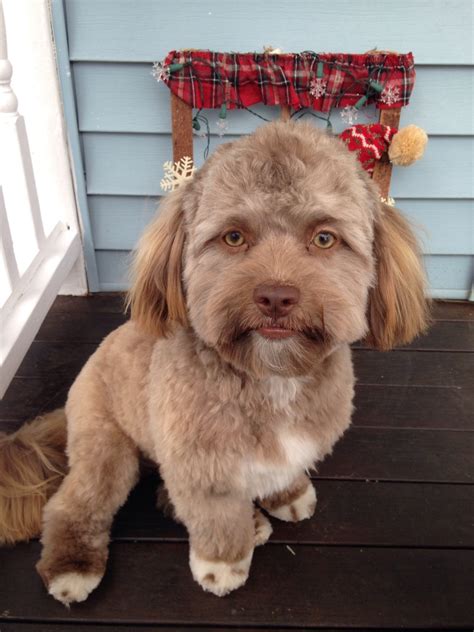 Real Dog Human Hybrid