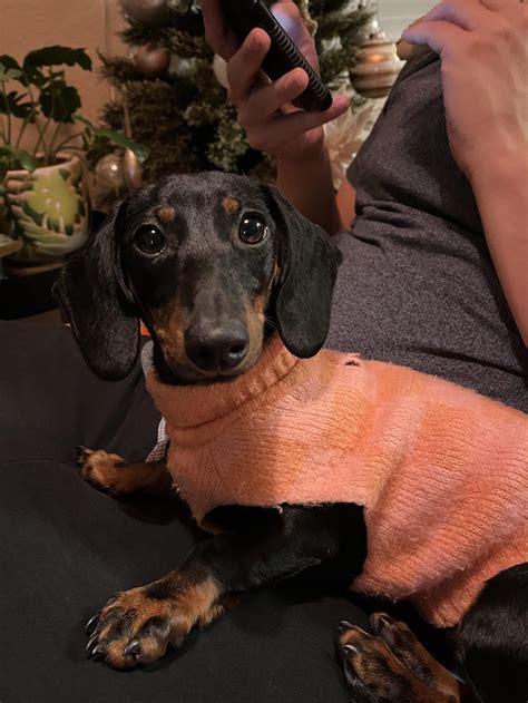 our new baby, Roxy. : r/dachshunds