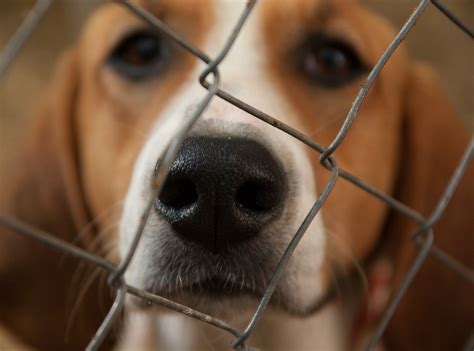 Kennel cough: What you need to know