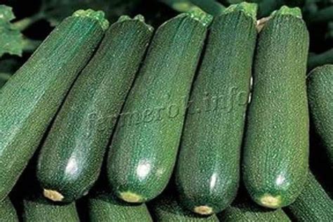 Кабачок Цукеша: описание сорта, фото, отзывы