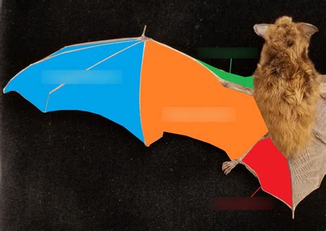 wing description Diagram | Quizlet