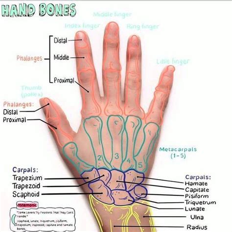 hand anatomy explained hand diagram anatomy bones  hand anatomy