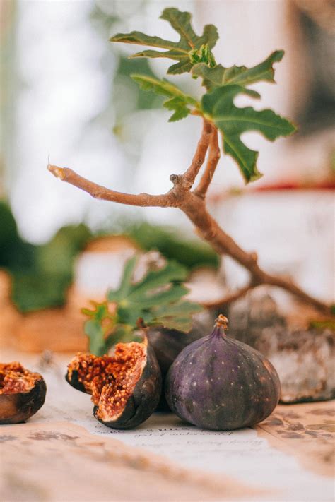 Fig Tree Photos, Download The BEST Free Fig Tree Stock Photos & HD Images