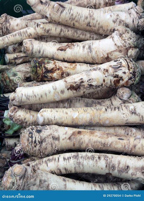 Horseradish root stock photo. Image of hardly, perennial - 29270054