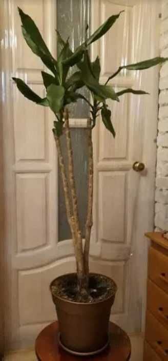 Растение Драцена Пальма в дом, офис: 700 грн. - Комнатные растения Киев ...
