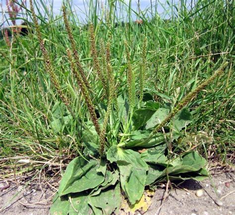 Plantago. Cuidados de la planta y su cultivo