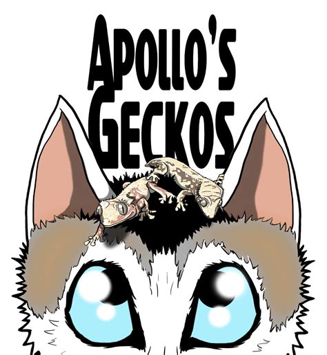 Apollo's Geckos - Someone deserving an update is definitely our unique