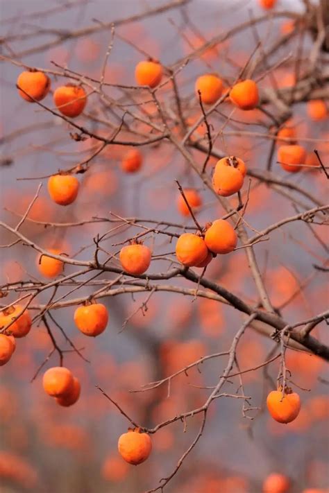 16 Best Bountiful Fruit Trees for USDA Zone 8 Gardeners