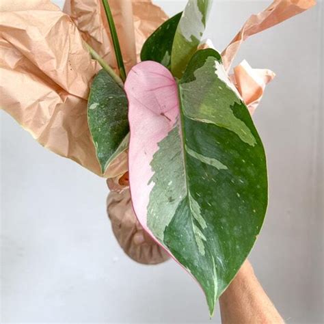 Филодендрон PINK PRINCESS (В42) – купить за 2 300 ₽ | ADENIUMLAND